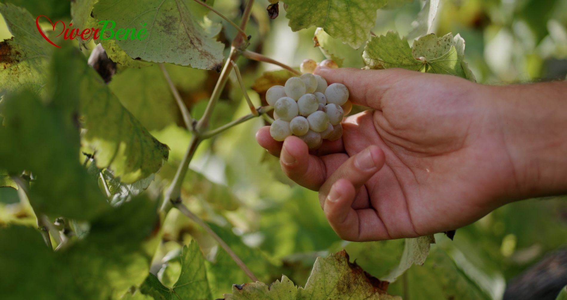 L'uva, un potente anti infiammatorio